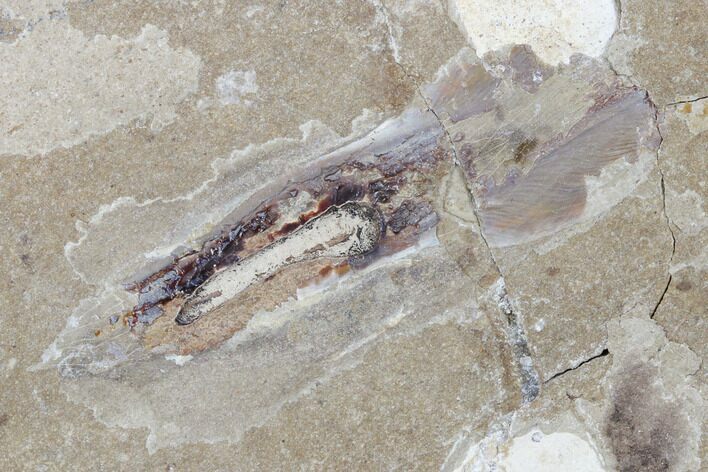 Cretaceous Fossil Squid with Ink Sac - Hakel, Lebanon #173355